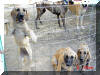 Great Dane Puppies , Great Danes for Sale , Great Dane Breeders